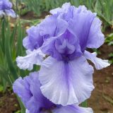 Bearded Iris New Release Collection 2 Bearded Iris New Release Collection 2