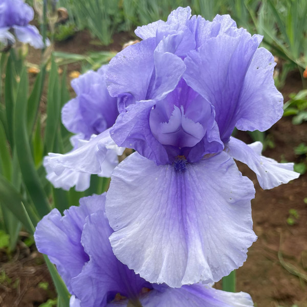 Bearded Iris New Release Collection 2