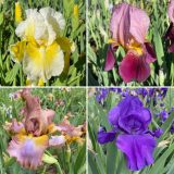 Bearded Iris New Release Collection 1 Colbirnr1 - Garden Express Australia