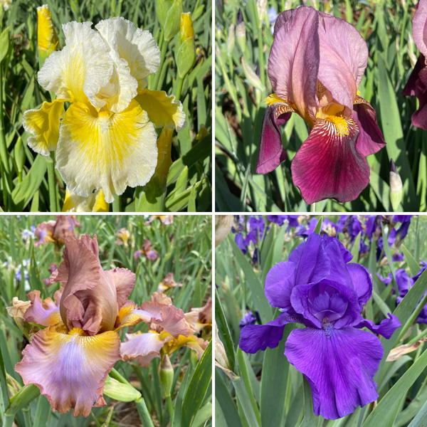 Bearded Iris New Release Collection 1 Bearded Iris New Release Collection 1