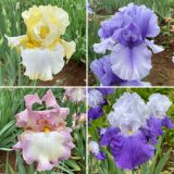 Bearded Iris New Release Collection 2 Colbirnr2 - Garden Express Australia