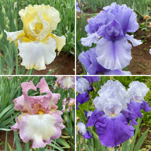 Bearded Iris New Release Collection 2