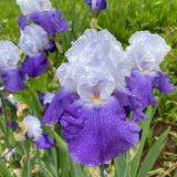 Bearded Iris New Release Collection 2 Bearded Iris New Release Collection 2