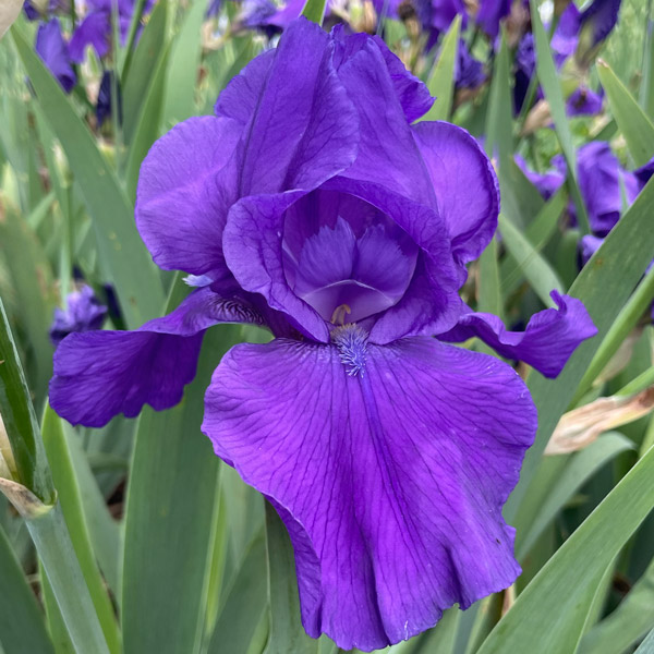 Bearded Iris New Release Collection 1 Bearded Iris New Release Collection 1