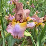 Bearded Iris New Release Collection 1 Bearded Iris New Release Collection 1