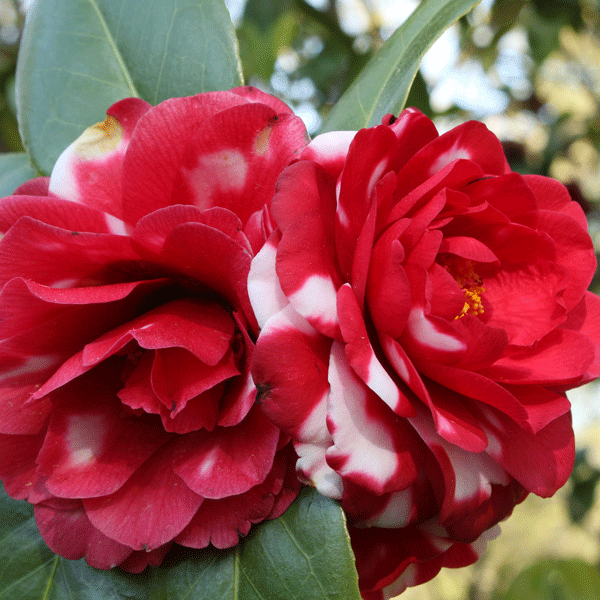 Camellia Emperor Of Russia Camellia Emperor Of Russia