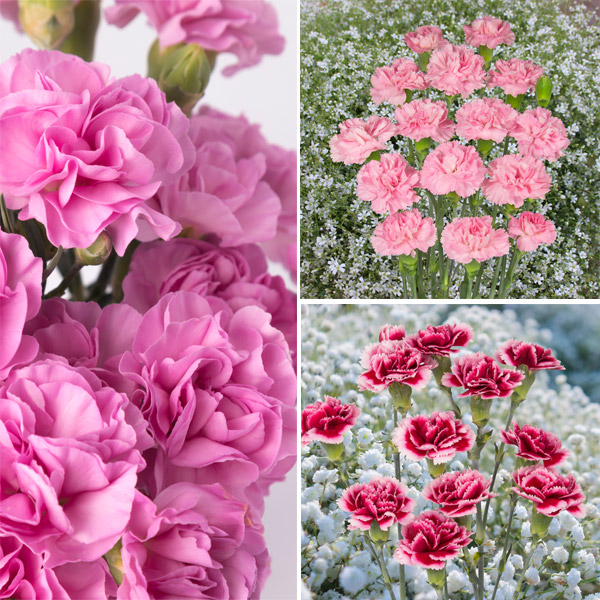 Carnation Collection Carnation Collection