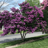 Crepe Myrtle Zuni Trecmyzun - Garden Express Australia