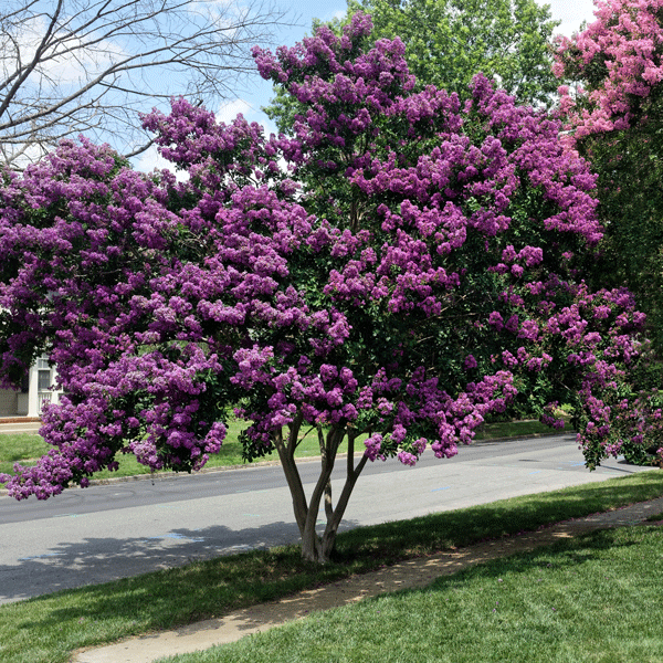 Crepe Myrtle Zuni