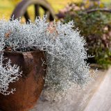 Cushion Bush Cushion Bush