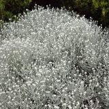 Cushion Bush Lpocusbus - Garden Express Australia