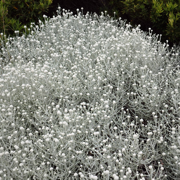 Cushion Bush Cushion Bush