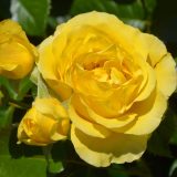 Delbard Rose Cote D Azure Rosdcdz - Garden Express Australia