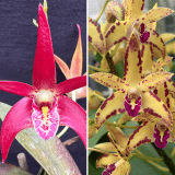 Dendrobium Orchid Hildas Artist Crimson Lake Hcc Aoc X Brimbank Cosmic Cobber Journey Lpodorhab - Garden Express Australia