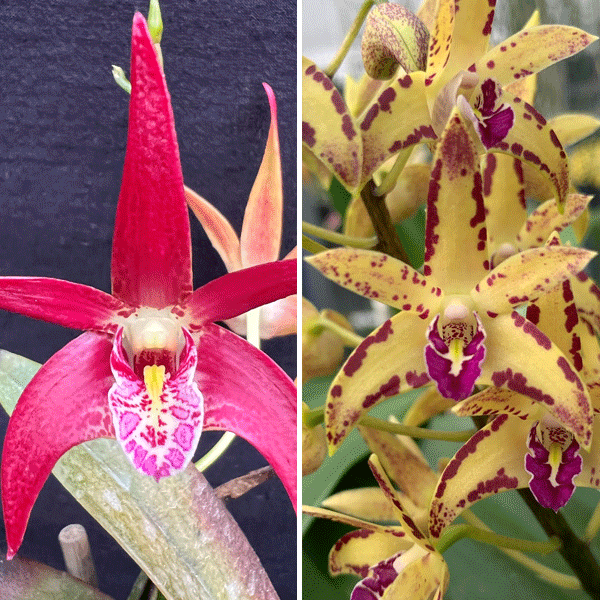 Dendrobium Orchid Vung-Tau Danielle X Brimbank Cosmic Cobber Journey Dendrobium Orchid Vung-Tau Danielle X Brimbank Cosmic Cobber Journey