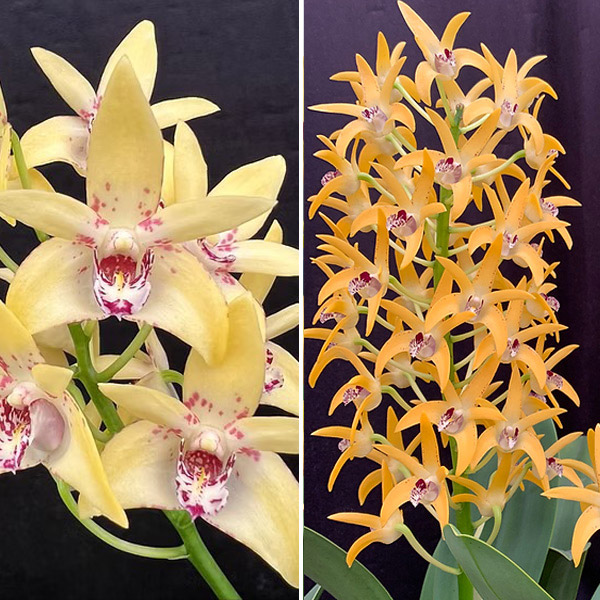 Dendrobium Orchid Hunter Titanum Steroids Am/oscov X Cosmic Gold Sandy Fcc/aoc Dendrobium Orchid Hunter Titanum Steroids Am/oscov X Cosmic Gold Sandy Fcc/aoc