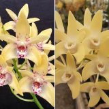 Dendrobium Orchid Hunter Titanum Steroids X Dunokayla Mogo Lpodorhtdm - Garden Express Australia