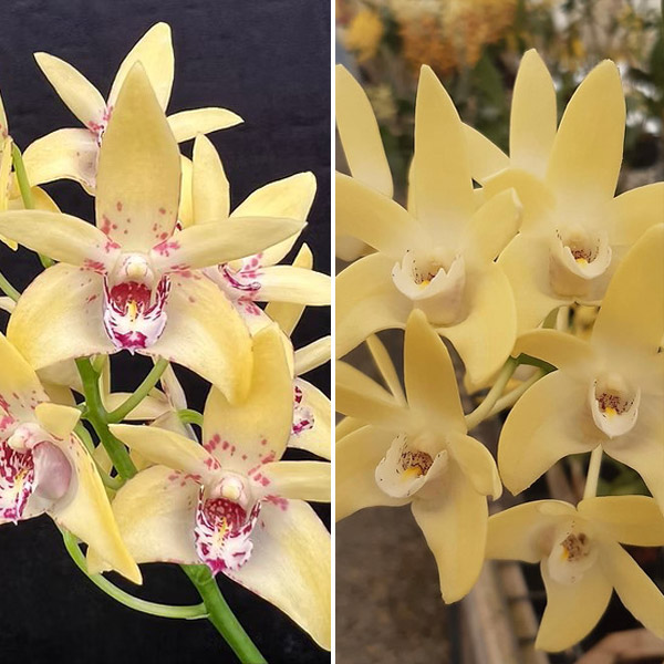 Dendrobium Orchid Hunter Titanum Steroids Am/oscov X Dunokayla Mogo Dendrobium Orchid Hunter Titanum Steroids Am/oscov X Dunokayla Mogo