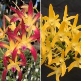 Dendrobium Orchid Jayden Sheen Fcc Aoc X Australian Goldrush Hulk Am Oscov Lpodorjsag - Garden Express Australia