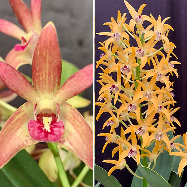 Dendrobium Orchid Jazz Greta X Cosmic Gold Sandy Fcc/aoc Dendrobium Orchid Jazz Greta X Cosmic Gold Sandy Fcc/aoc