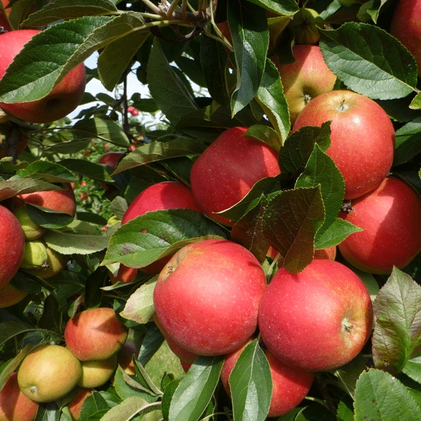 Dwarf Apple Sweet Cheeks (Pbr) Dwarf Apple Sweet Cheeks (Pbr)