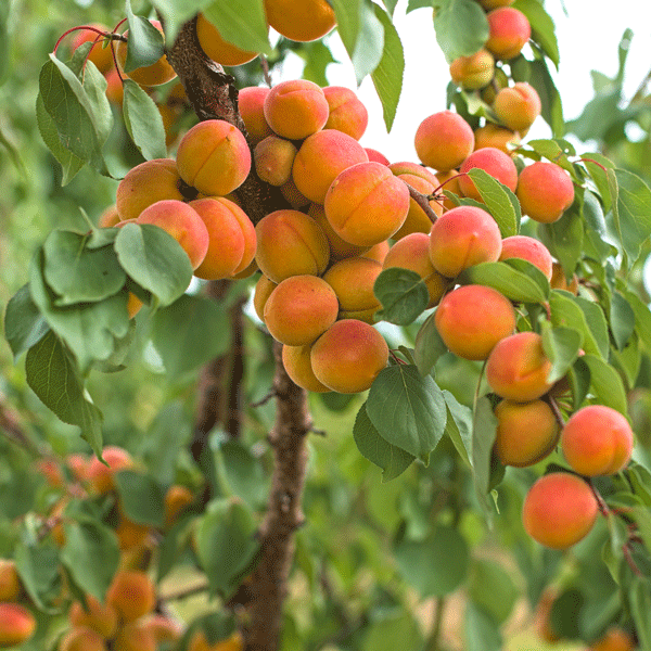 Dwarf Apricot Divinity Dwarf Apricot Divinity