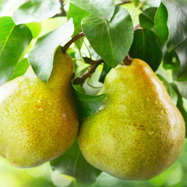 Dwarf Pear Cool Crisp Dwarf Pear Cool Crisp