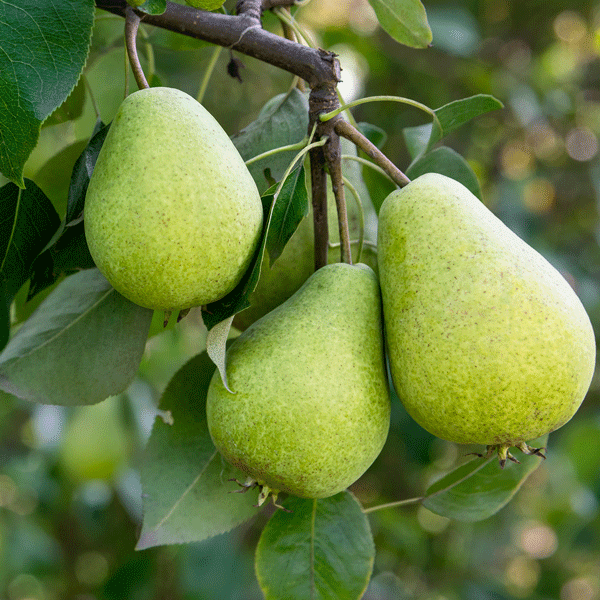 Dwarf Pear Packham Triumph