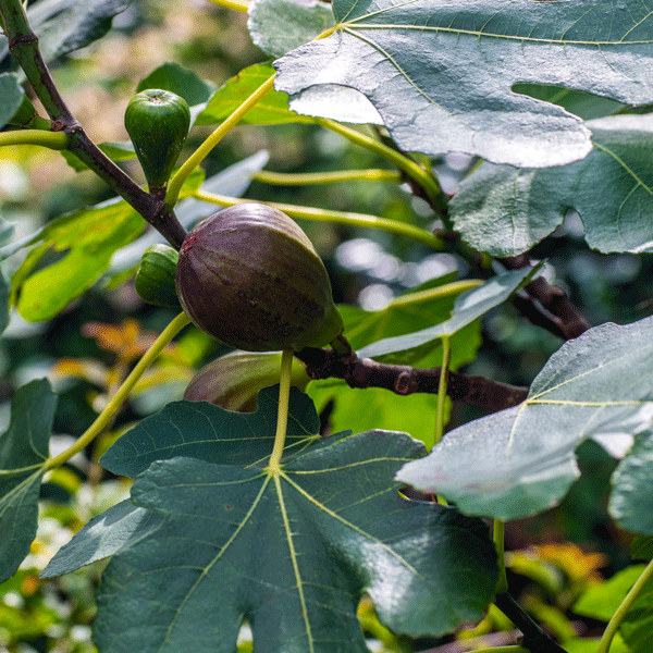 Fig Brown Turkey Fig Brown Turkey