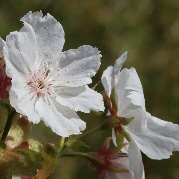 Flowering Cherry- Prunus Tai Haku Flowering Cherry- Prunus Tai Haku