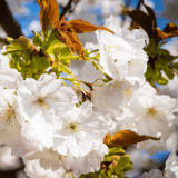 Flowering Cherry Prunus Tai Haku Trefchtha - Garden Express Australia