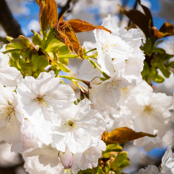 Flowering Cherry- Prunus Tai Haku Flowering Cherry- Prunus Tai Haku