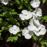 Flowering Dogwood Eddies White Wonder Trefldeww - Garden Express Australia