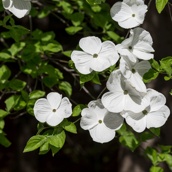 Flowering Dogwood Eddies White Wonder Flowering Dogwood Eddies White Wonder