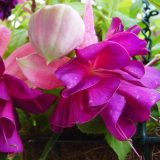 Fuchsia Compact Double Basket Collection 2 Fuchsia Compact Double Basket Collection 2