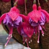 Fuchsia Compact Double Basket Collection 1 Fuchsia Compact Double Basket Collection 1