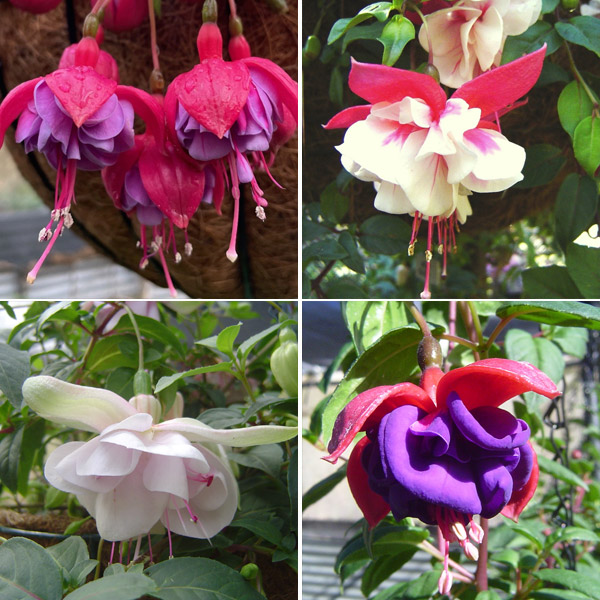 Fuchsia Compact Double Basket Collection 1 Fuchsia Compact Double Basket Collection 1