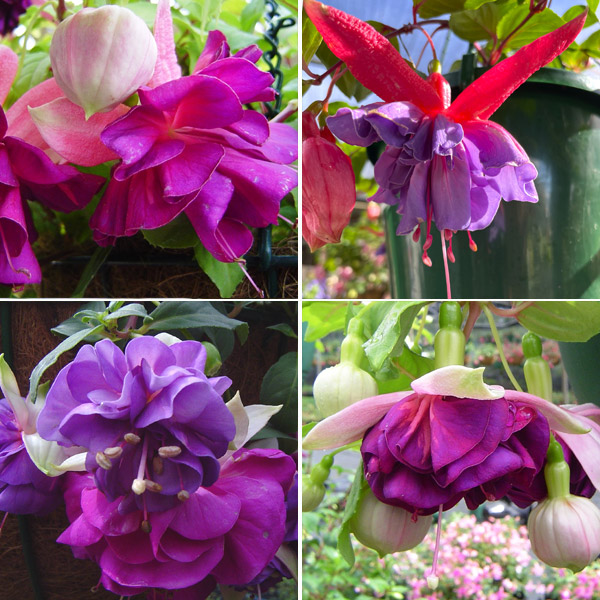 Fuchsia Compact Double Basket Collection 2 Fuchsia Compact Double Basket Collection 2