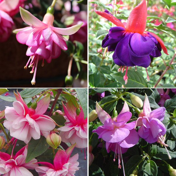 Fuchsia Compact Double Upright Collection