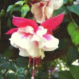 Fuchsia Compact Double Basket Collection 1 Fuchsia Compact Double Basket Collection 1