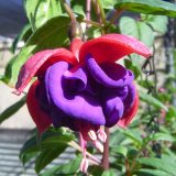 Fuchsia Compact Double Basket Collection 1 Fuchsia Compact Double Basket Collection 1