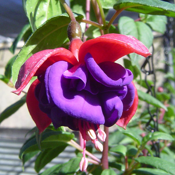 Fuchsia Compact Double Basket Collection 1 Fuchsia Compact Double Basket Collection 1
