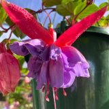 Fuchsia Compact Double Basket Collection 2 Fuchsia Compact Double Basket Collection 2
