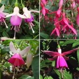 Fuchsia Single Basket Collection Colfucsbs - Garden Express Australia