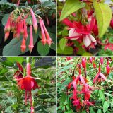 Fuchsia Single Upright Collection 2 Colfucsup2 - Garden Express Australia