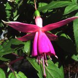 Fuchsia Single Basket Collection Fuchsia Single Basket Collection