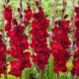 Gladioli Barcelona