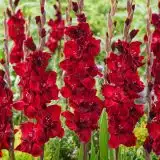 Gladioli Barcelona Gladioli Barcelona