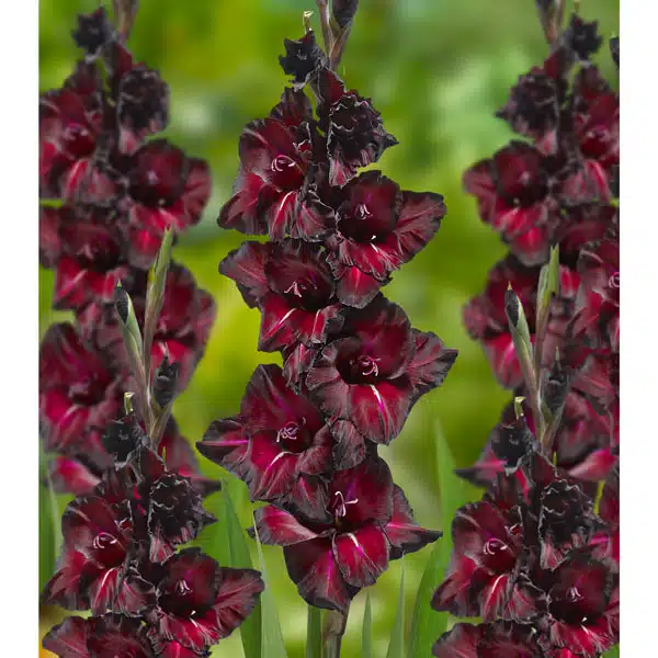 Gladioli Black Surprise Gladioli Black Surprise