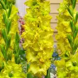 Gladioli Blitz Pkglabli - Garden Express Australia